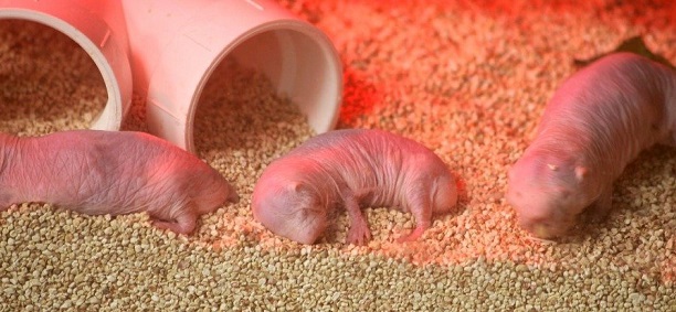 We finally know why naked mole rats are impervious to pain 